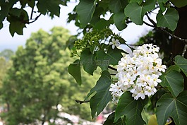 油桐花,森林,風景