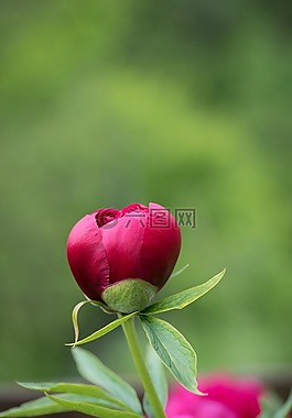 牡丹,開花,關(guān)閉