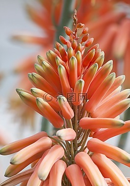 花,廠,招標(biāo)