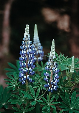 花,綠色,葉