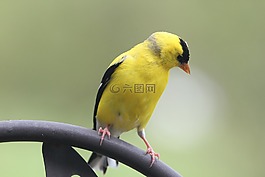 鳥,金翅雀,自然
