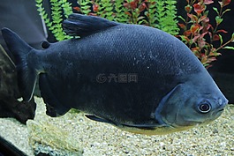 魚,魚缸,水