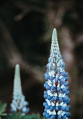 鮮花,花園,自然