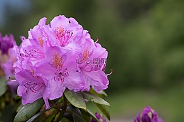 杜鵑,廠,春天