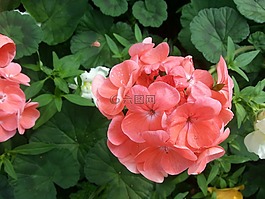 鮮花,春天的花朵,景觀