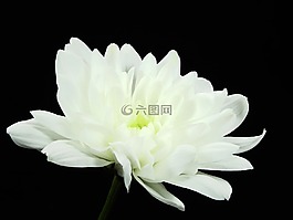 crysantheme,花,开花