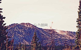 樹,植物,自然