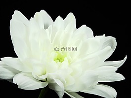 crysantheme,花,开花
