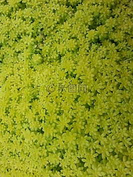 鮮花,蓮花,大自然