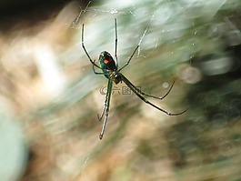 蜘蛛,web,昆蟲(chóng)