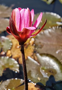 薩爾瓦多,植物園,花園