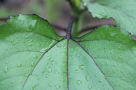 葉,植物區(qū)系,自然