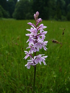 花,蘭花