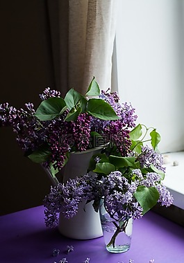 紫色,花,盛开