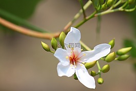 油桐花,素材,浪漫