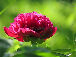 牡丹,花,夏天