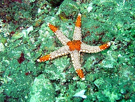海洋,海,海星