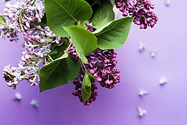 紫色,花,盛开