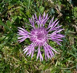 花,開花,廠