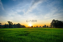 黎明,早上,麥田