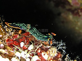 海洋,海,蝸牛