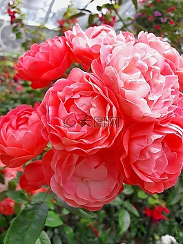 树,花,玫瑰