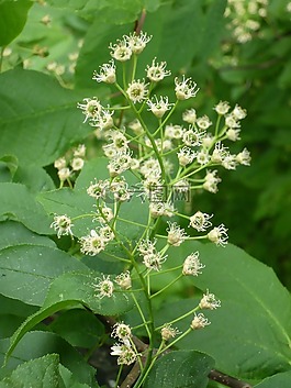 花,種子,開花