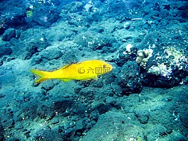 海洋,海,魚