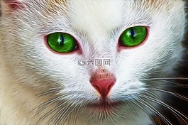 白,貓,臉