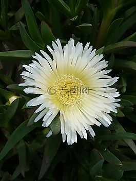 開花,廠,花