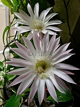 粉紅色的花,白色的花瓣,花