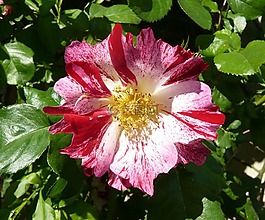 開花,廠,性質(zhì)