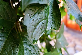 葉子,綠色,破
