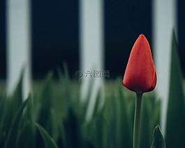 郁金香,开花,盛开