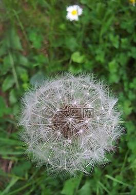 蒲公英,夸大,植物