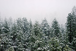 樹,森林,冬天