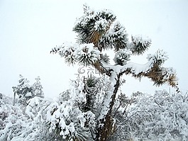 景觀,景區(qū),冬天