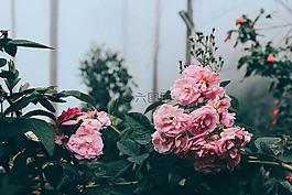 鮮花,粉紅色,玫瑰
