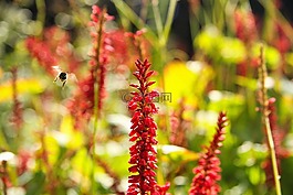 花,植物,花園