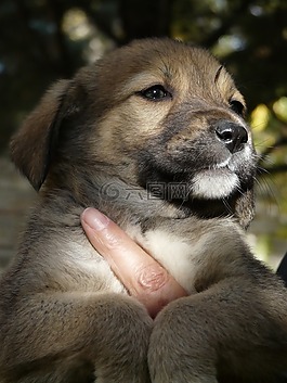 狗,小狗,動物