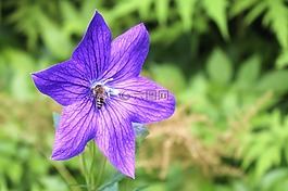 開花,紫,花