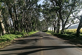 路,樹(shù),自然
