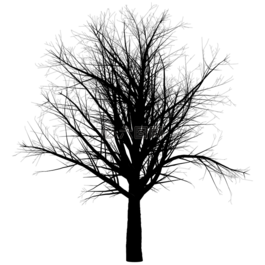 樹(shù),枝杈,空