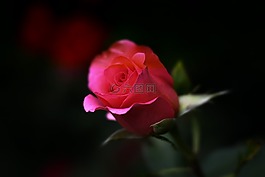 玫瑰,花,自然