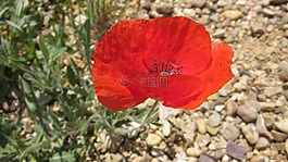 性質(zhì),花,植物