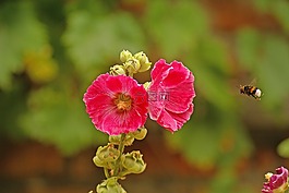 開花,赫梅爾,關(guān)閉