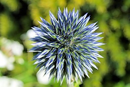 全球蓟,echinops,芽
