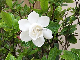 花卉,栀,白