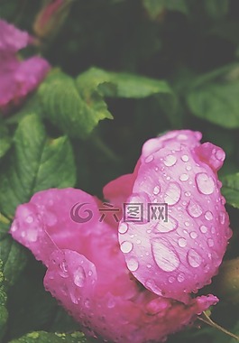 玫瑰,開花,花