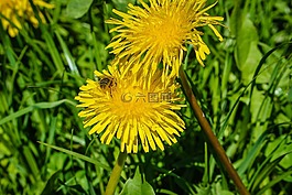 花,蜜蜂,開花